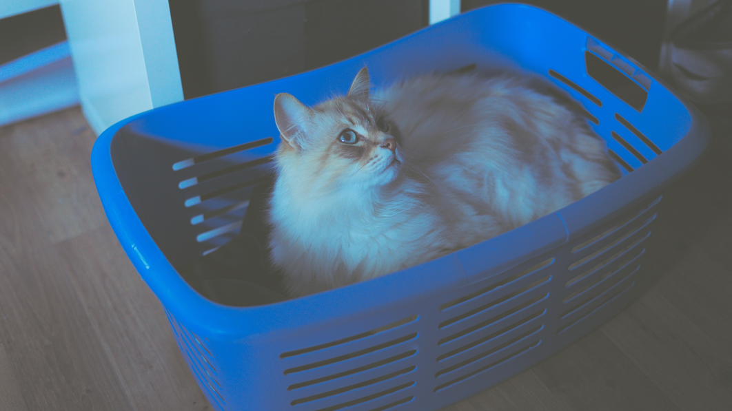 Ein weiteres schönes Foto von Filou