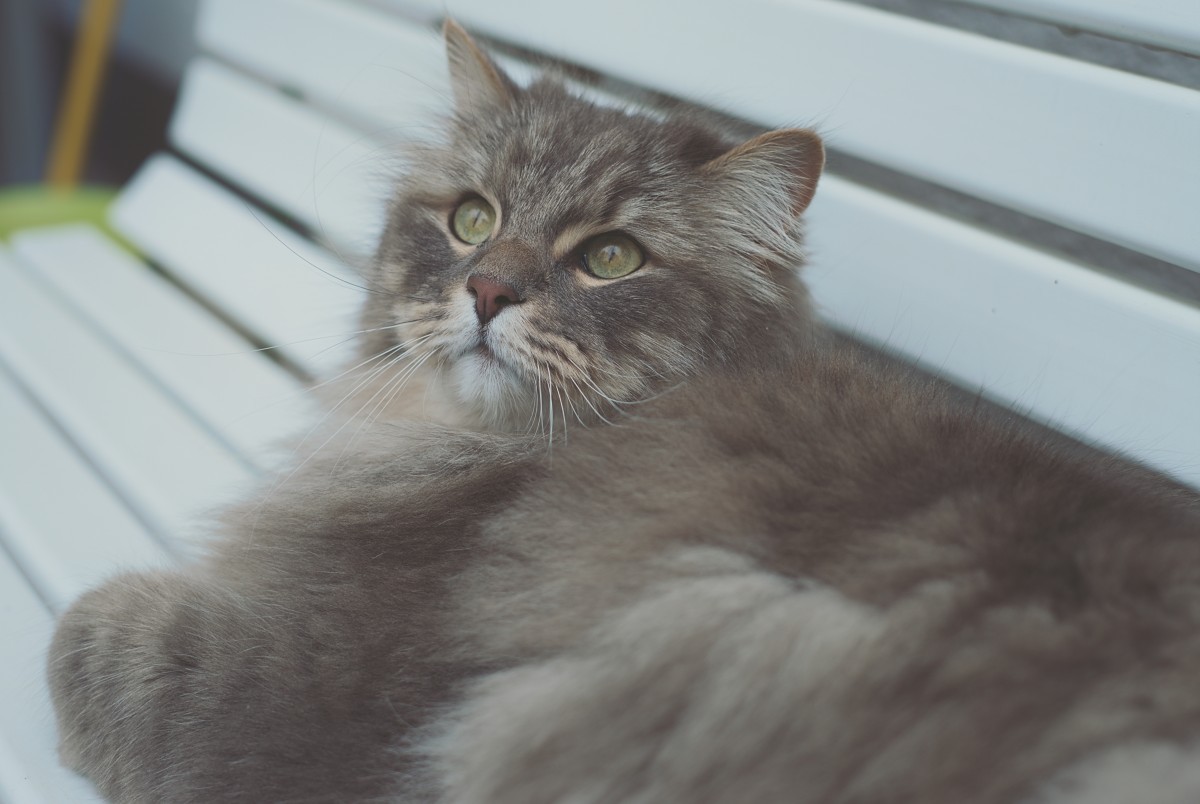 Ein weiteres schönes Foto von Finn